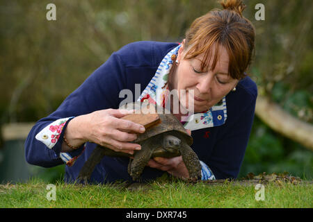 È l'inizio del periodo estivo britannico e 100 anno vecchio tortoise Freda ha svegliato appena in tempo insieme con il suo partner 30 Anno Vecchio Fred (sinistra). Il suo proprietario Judith Bagnall era a portata di mano per darle una molla pulire dopo aver trascorso un inverno umido sotterraneo in Shropshire. Foto Stock