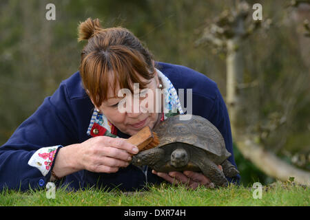 È l'inizio del periodo estivo britannico e 100 anno vecchio tortoise Freda ha svegliato appena in tempo. Il suo proprietario Judith Bagnall era a portata di mano per darle una molla pulire dopo aver trascorso un inverno umido sotterraneo in Shropshire. Foto Stock