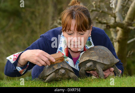 È l'inizio del periodo estivo britannico e 100 anno vecchio tortoise Freda ha svegliato appena in tempo insieme con il suo partner 30 Anno Vecchio Fred (sinistra). Il suo proprietario Judith Bagnall era a portata di mano per darle una molla pulire dopo aver trascorso un inverno umido sotterraneo in Shropshire.trascorrere un inverno umido sotterraneo in Shropshire. Foto Stock