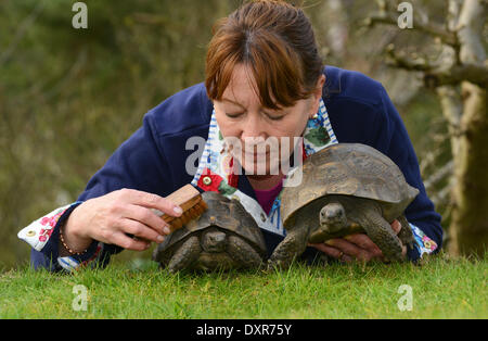 È l'inizio del periodo estivo britannico e 100 anno vecchio tortoise Freda ha svegliato appena in tempo insieme con il suo partner 30 Anno Vecchio Fred (sinistra). Il suo proprietario Judith Bagnall era a portata di mano per darle una molla pulire dopo aver trascorso un inverno umido sotterraneo in Shropshire. Foto Stock