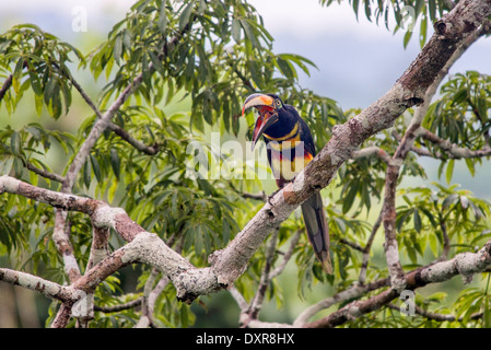 Molti Aracari nastrati (Pteroglossus pluricinctus) Foto Stock