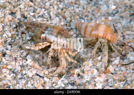 Due piccoli eremita granchi (Diogenes pugilator), il Mar Nero, la Crimea Foto Stock