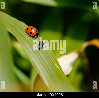 Ladybird (ladybug) e foglia beetle su foglie di bambù, apparentemente riunione; orientamento orizzontale. Foto Stock