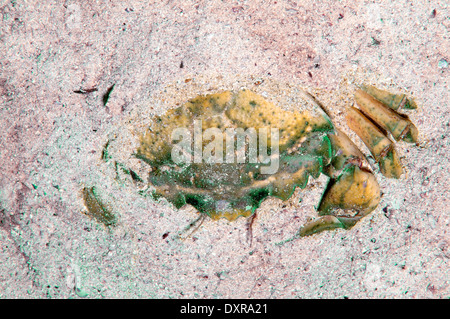 Green granchi o granchio litorale (Carcinus aestuarii), Mar Nero, Crimea, Russia Foto Stock