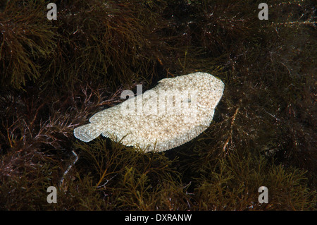 Suola di sabbia, Atlantic suola, Francese suola, Snouted suola o Lascar (Pegusa lascaris) Foto Stock