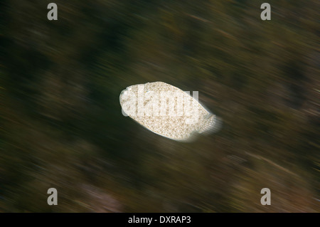 Suola di sabbia, Atlantic suola, Francese suola, Snouted suola o Lascar (Pegusa lascaris) Foto Stock