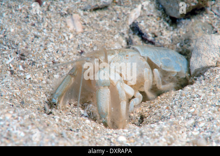 Fango mediterraneo gamberetti o scavando gamberetti (Upogebia pusilla) Foto Stock