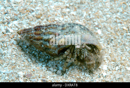 Piccolo granchio eremita (Diogenes pugilator), Mar Nero, Crimea, Russia Foto Stock