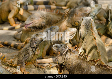 Honduras, dell Honduras Isole della baia, Roatan, Iguana Farm. Wild iguane verdi (Iguana iguana) Foto Stock