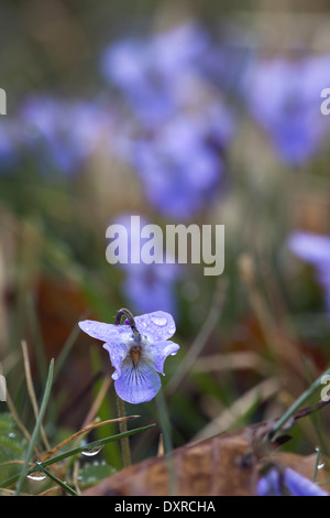 Viola Viola reichenbachiana Inizio Dog-violetta Foto Stock