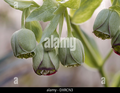 Helleborus foetidus, l'elleboro puzzolente fiori Foto Stock