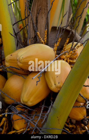 Fotografia di palme di cocco Foto Stock