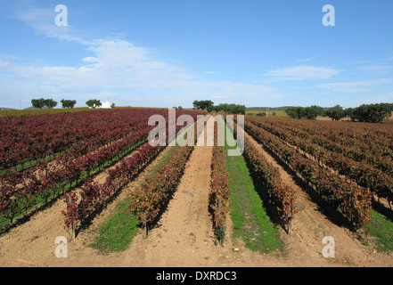 Vista generale del J Portogallo Ramos vino a Estremoz nella regione Alentejo Foto Stock