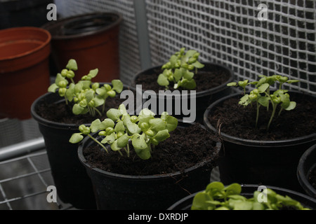 Sweet Basil in vasi per piante Ocimum basilicum Foto Stock