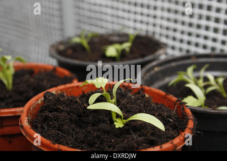 Il coriandolo piantine di piante in vaso Coriandrum sativum Foto Stock