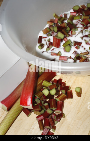 Il rabarbaro e zucchero semolato pronti a fare jam Rheum rhabarbarum Foto Stock