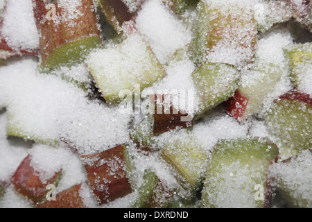 Il rabarbaro e zucchero semolato pronti a fare jam Rheum rhabarbarum Foto Stock