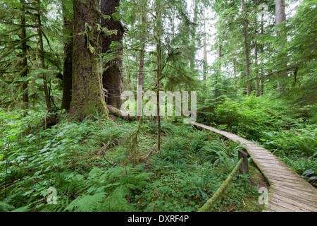 Una passerella di legno si snoda attraverso la valle Caramanah Foto Stock