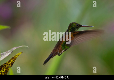 Rame-rumped Hummingbird, Amazilia tobaci erythronotus, in bilico. Trinidad. Foto Stock