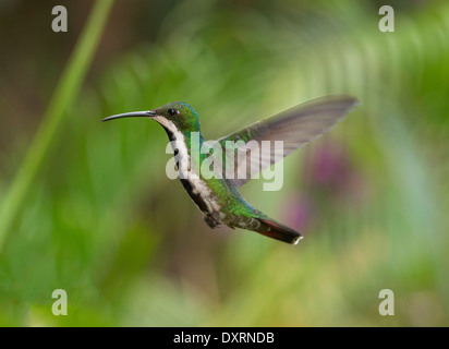 Nero-throated hummingbird Mango, Anthracothorax nigricollis hovering mentre si alimenta. Trinidad. Foto Stock