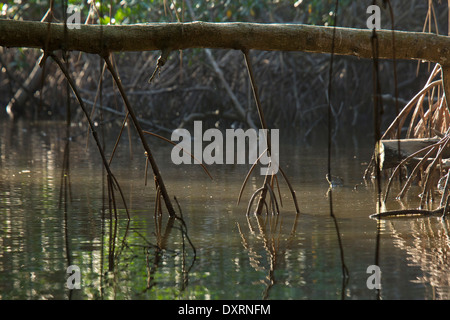 Radici aeree di rosso di mangrovie Rhizophora mangle nel Caroni Swamp, Trinidad. Di sera. Foto Stock