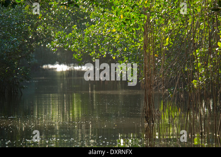 Red palude di mangrovie Rhizophora mangle nel Caroni Swamp, Trinidad. Di sera. Foto Stock