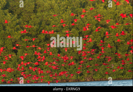 Scarlet Ibis, Eudocimus ruber, arrivando in serata roost. Caroni Swamp, Trinidad. Foto Stock