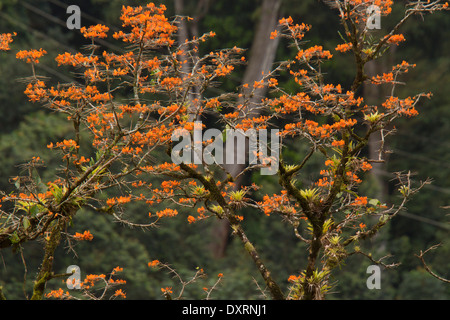 Mountain immortelle Erythrina poeppigiana albero in fiore, Trinidad. Naturalizzato dal Sud America. Foto Stock