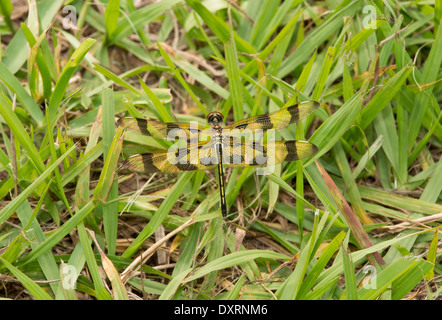 Halloween Pennant dragonfly, Celithemis eponina, si stabilirono sull'erba. Florida Foto Stock
