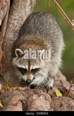 Procione o racoon, Procione lotor alla ricerca di cibo tra le radici di albero; Everglades, Florida. Foto Stock