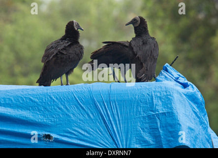 Avvoltoio nero Coragyps atratus o American avvoltoio nero, attaccando i veicoli in Everglades, Florida Foto Stock