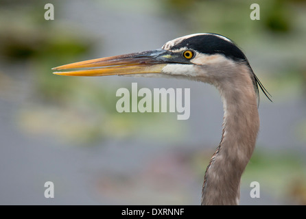 Airone blu Ardea Erodiade, close-up di testa Foto Stock