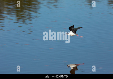 Nero-colli, Stilt Himantopus mexicanus in volo, Florida. Foto Stock