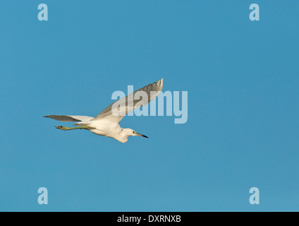 Immaturo piccolo airone cenerino, Egretta caerulea in volo Foto Stock