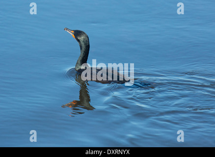 Double-crested cormorano Phalacrocorax auritus, pesca. Inverno, Florida. Foto Stock