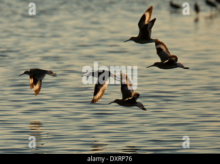 Gruppo di Willets Tringa semipalmata in volo, inverno piumaggio. Florida. Foto Stock