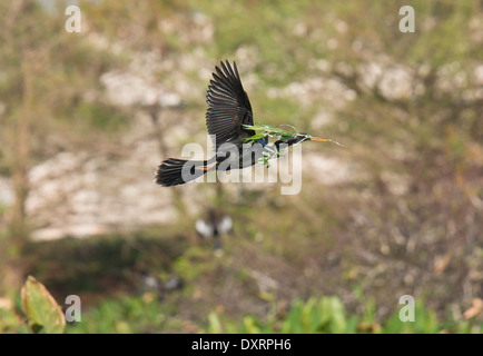 Anhinga, anhinga anhinga o Snakebird, Darter, American Darter in volo portando, stick; in corrispondenza di zone umide Wakodahatchee, Florida Foto Stock