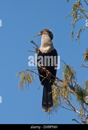 Anhinga, anhinga anhinga, anche Snakebird, Darter, American Darter a Wakodahatchee zone umide, Palm Beach, Florida. Foto Stock