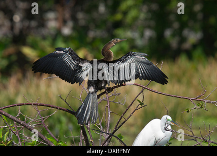 Anhinga, anhinga anhinga, anche Snakebird, Darter, American Darter, asciugando le sue ali , in Florida Foto Stock