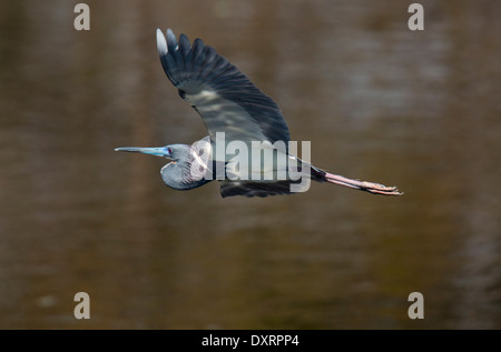 Airone tricolore, Egretta tricolore, in volo, noto anche come Louisiana Heron; Florida. Foto Stock