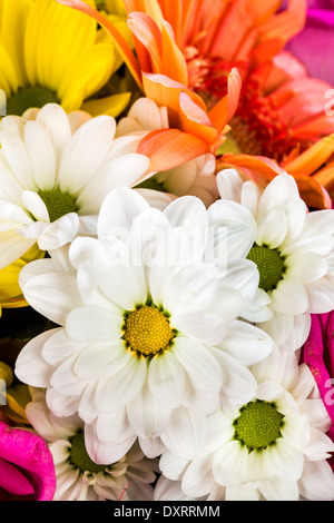 Sfondo di fiori diversi closeup Foto Stock