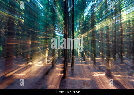 Foresta Misteriosa - motion blur - zoom Foto Stock