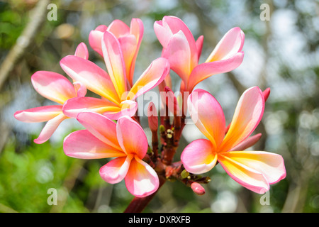 La maggior parte dei fiori di frangipani sono bianche, rosa frangipani flower è molto raro. Foto Stock