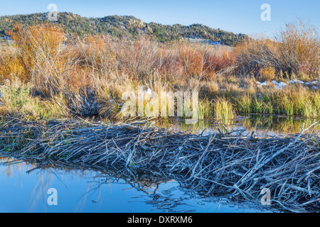 Beaver Dam sulla North Platte fiume sopra Northgate Canyon vicino Cowdrey, Colorado, in un scenario autunnale Foto Stock