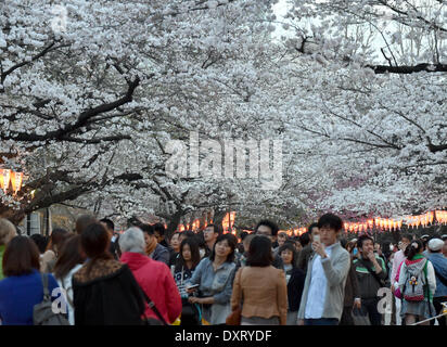 Tokyo, Giappone. 29 Mar, 2014. La folla folla sotto la fioritura dei ciliegi quasi pieno fiore a Tokyo il Parco di Ueno come la capitale si crogiola nel tempo caldo sabato 29 marzo, 2014. Il parco, uno dei migliori punti per la fioritura dei ciliegi la visualizzazione nell'area metropolitana, sono stati impaccati con decine di migliaia di persone in un apprezzamento di svago nationa che risale al X secolo. Credito: Natsuki Sakai/AFLO/Alamy Live News Foto Stock