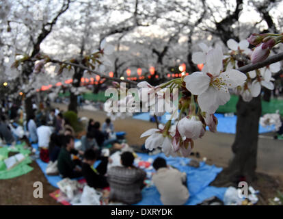 Tokyo, Giappone. 29 Mar, 2014. I festaioli hanno le loro feste sotto la fioritura dei ciliegi quasi pieno fiore a Tokio il parco Ueno, uno dei migliori punti per la fioritura dei ciliegi la visualizzazione nell'area metropolitana, sabato 29 marzo, 2014. Decine di migliaia di persone si è rivelato per visualizzare la fioritura dei ciliegi, Giappone svago nazionale che risale al X secolo. Credito: Natsuki Sakai/AFLO/Alamy Live News Foto Stock