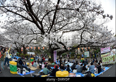 Tokyo, Giappone. 29 Mar, 2014. I festaioli hanno le loro feste sotto la fioritura dei ciliegi quasi pieno fiore a Tokio il parco Ueno, uno dei migliori punti per la fioritura dei ciliegi la visualizzazione nell'area metropolitana, sabato 29 marzo, 2014. Decine di migliaia di persone si è rivelato per visualizzare la fioritura dei ciliegi, Giappone svago nazionale che risale al X secolo. Credito: Natsuki Sakai/AFLO/Alamy Live News Foto Stock