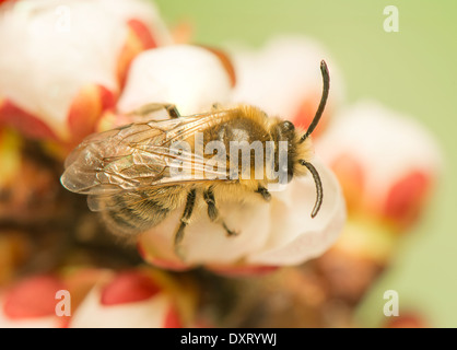 Bee - Apis mellifera Foto Stock
