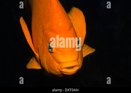 Garibaldi, pesce Hypsypops rubicundus, San Benito Isola, Messico Foto Stock