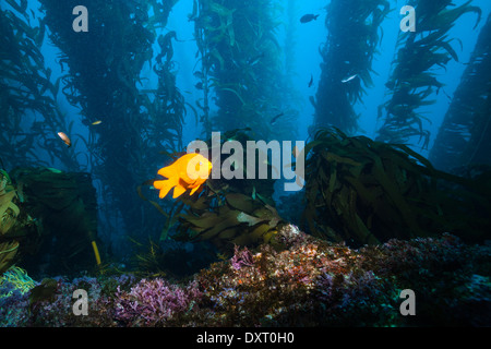 Pesce Garibaldi nella foresta di Kelp, Hypsypops rubicundus, San Benito Isola, Messico Foto Stock